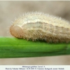 melanargia galathea pyatigorsk larva4b